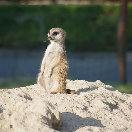 Hotel Safari