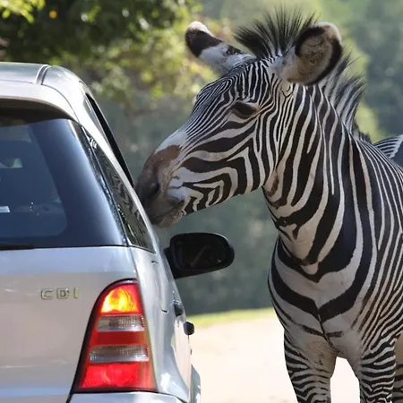 Hotel Safari 3*