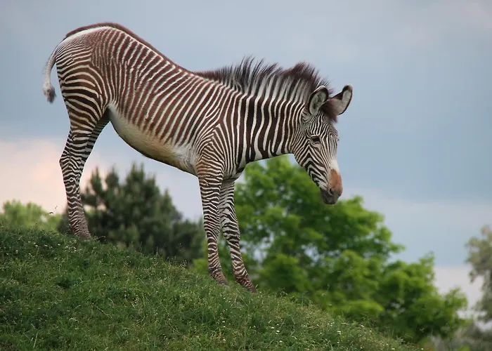 Safari 3*