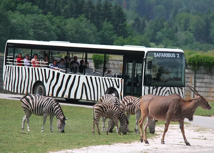 Safari